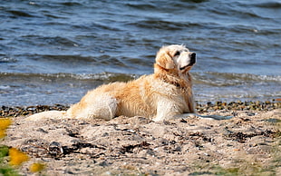 Golden Retriever dog laying on seashore during daytime